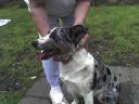 Introducing Taz…