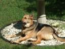 Chase lounging by the birdbath...