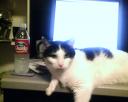 Gus lounging on my desk…
